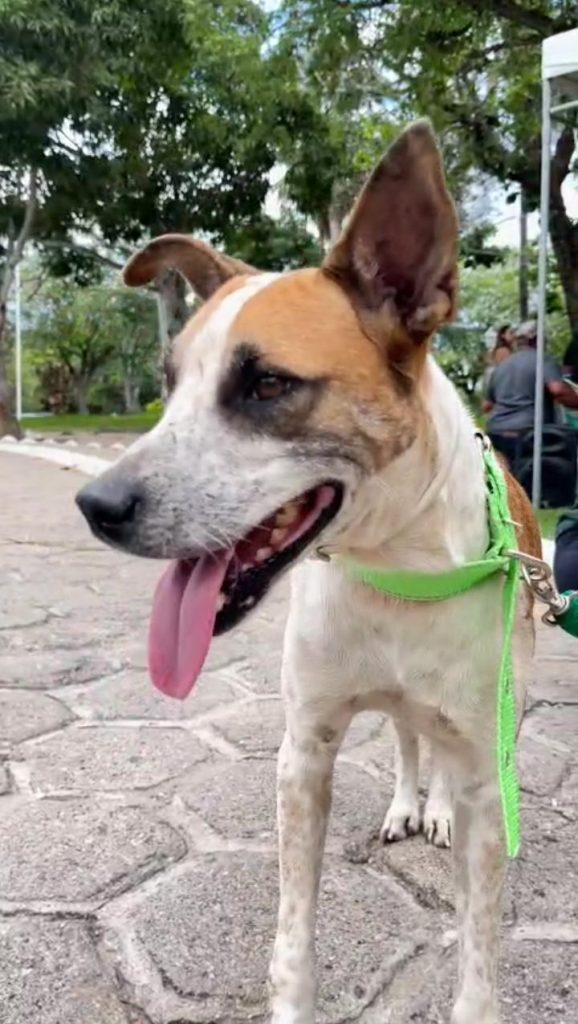 Felipinho