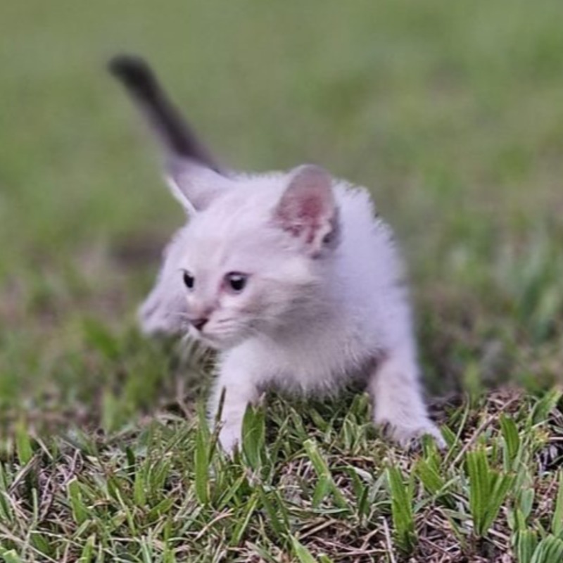 Filhote felino 2